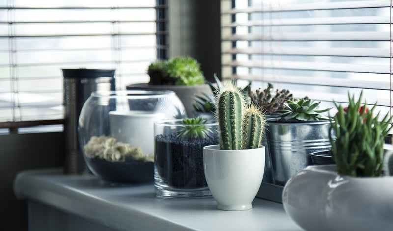 Aeroponic system in an indoor setting