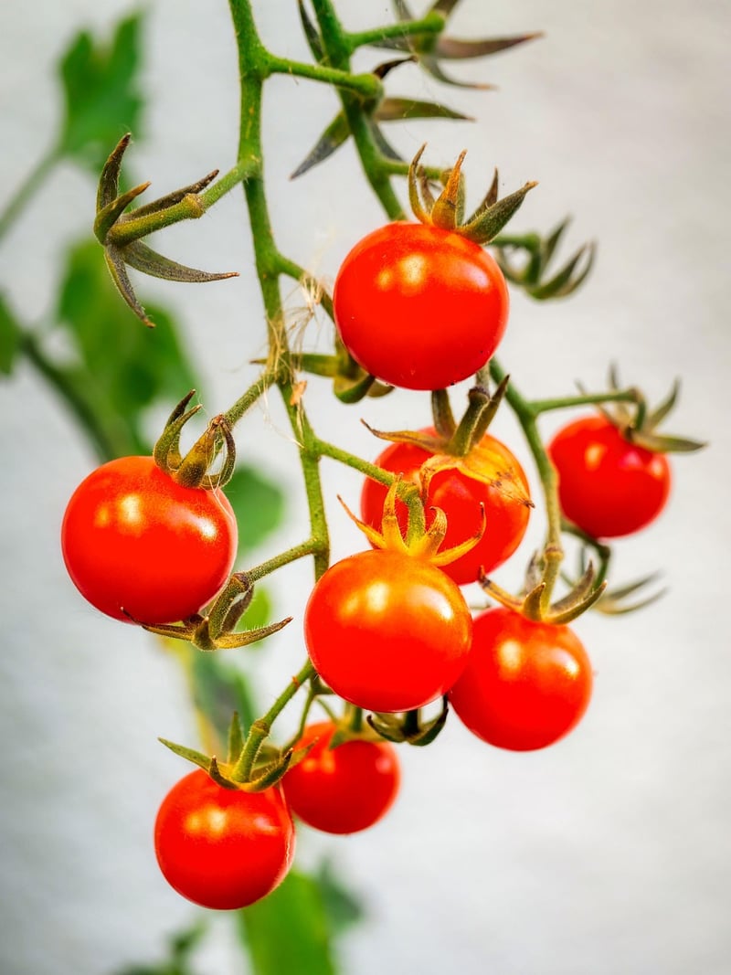 Trellis Garden